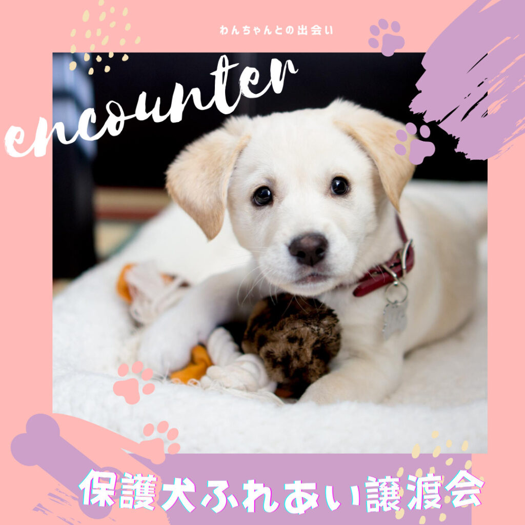 保護犬譲渡会